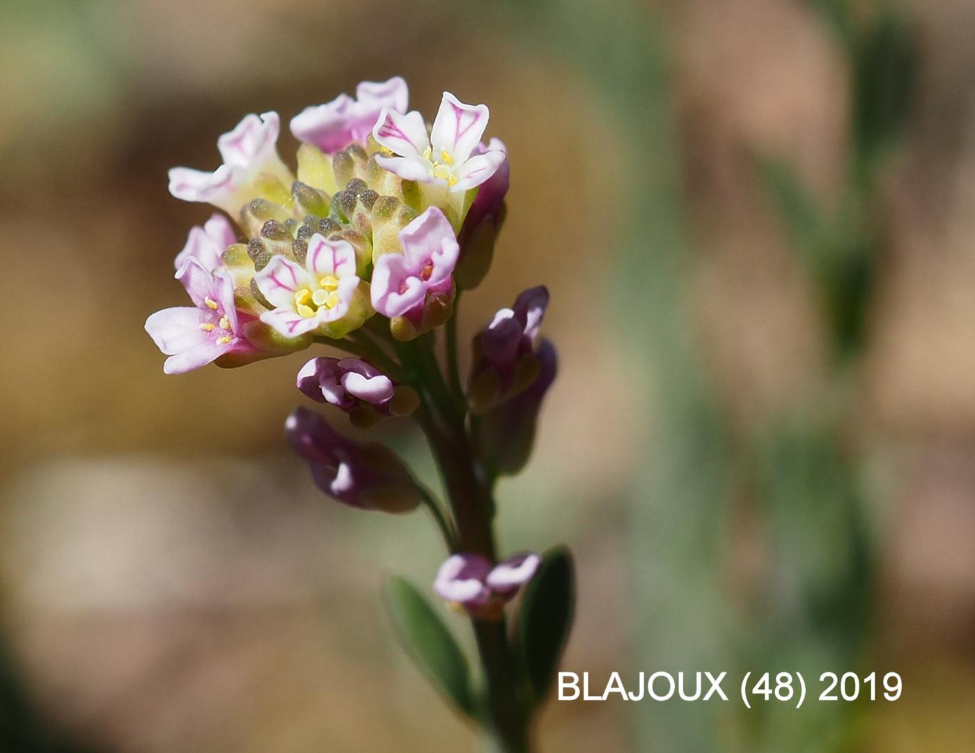 Candytuft, Burnt flower